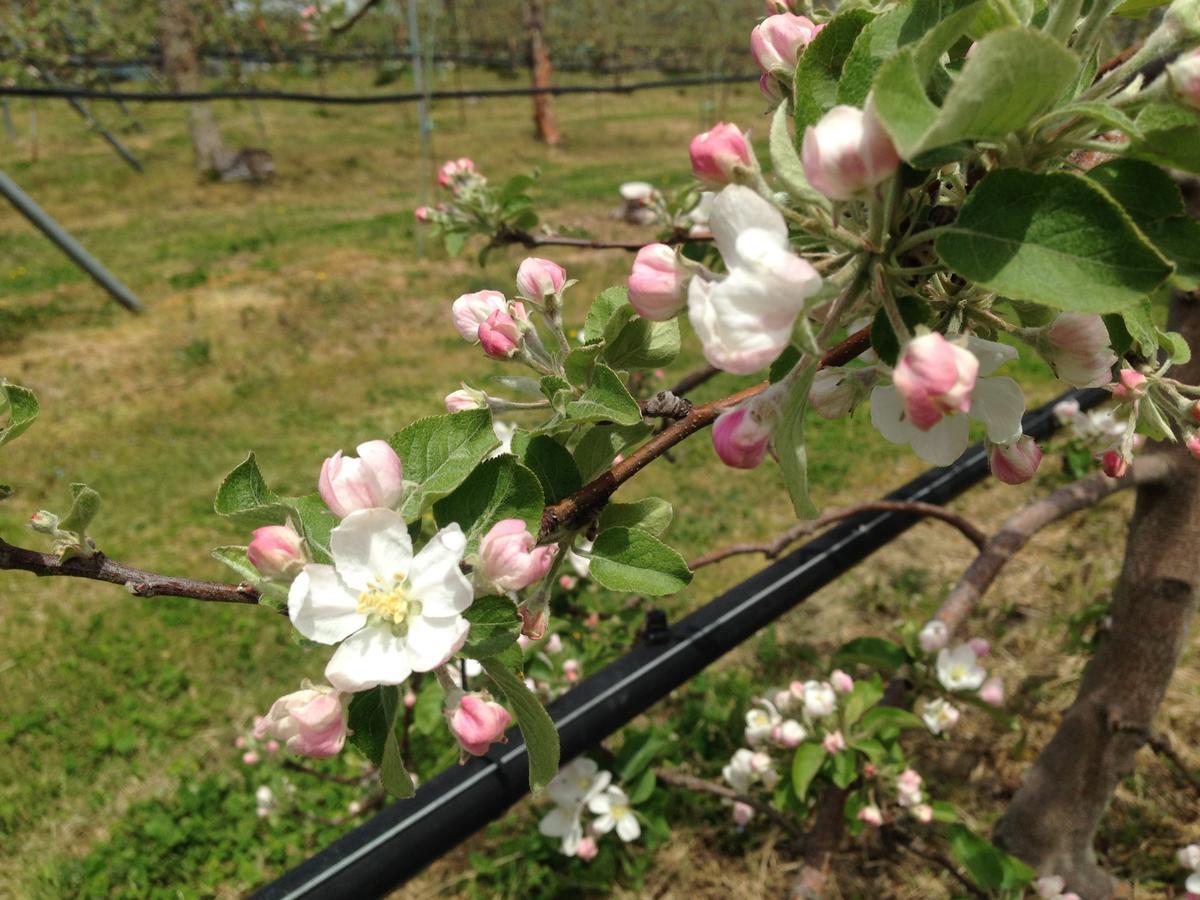 Shinshu Yokoya Farm Apartment Matsumoto Bagian luar foto